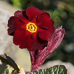 Primula x juliae 'Fireflies'